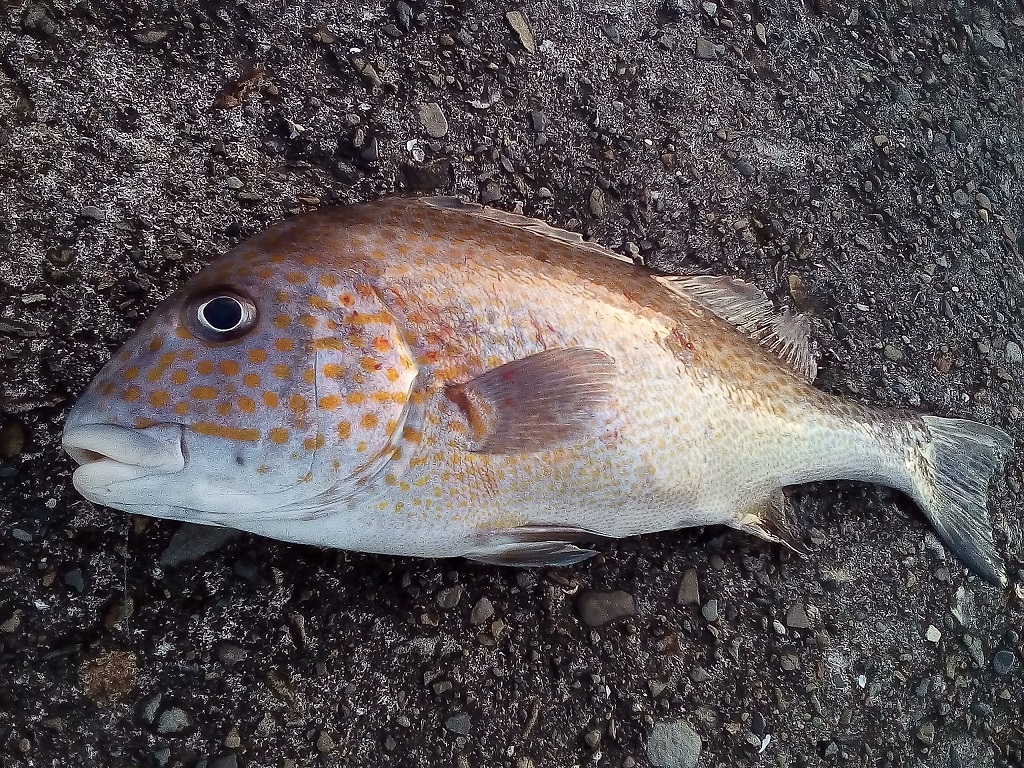 みなべ堺漁港 カゴ釣りマダイ狙い 本命は出なかったものの初魚種 良型コロダイが来ました Fujiの釣りライフ