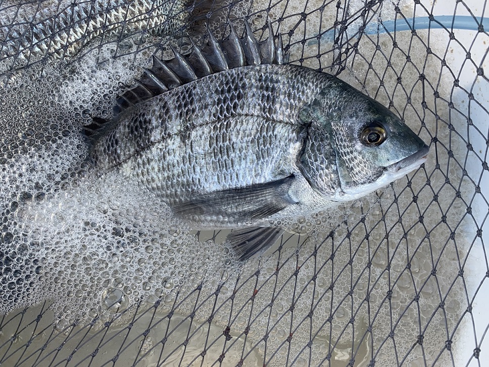 フカセ釣り 高水温時期の餌取り対策について Fujiの釣りライフ