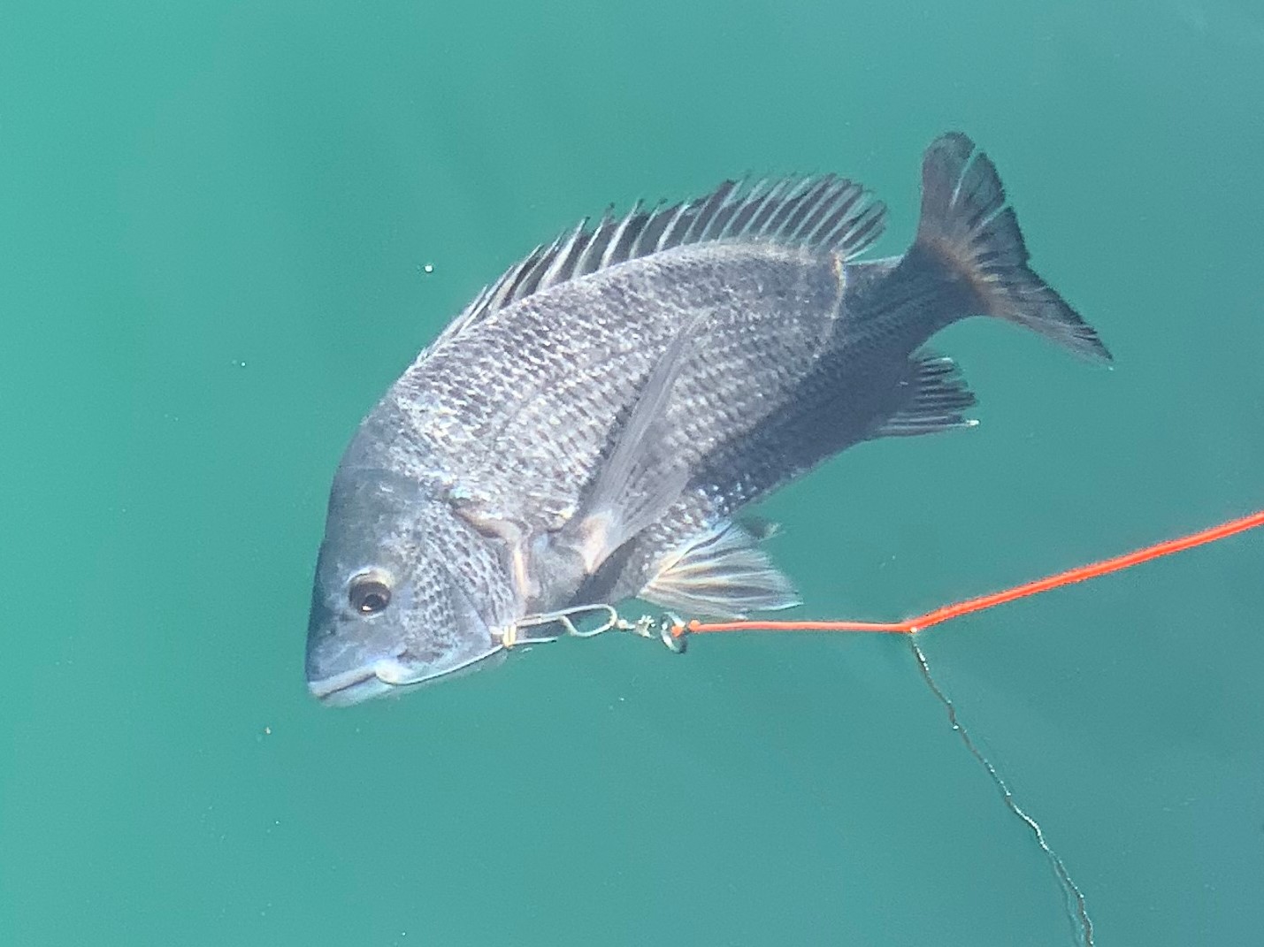 フカセ釣りでチヌ クロダイ を釣るために必要な装備について 小物 装備類編 全国釣り紀行