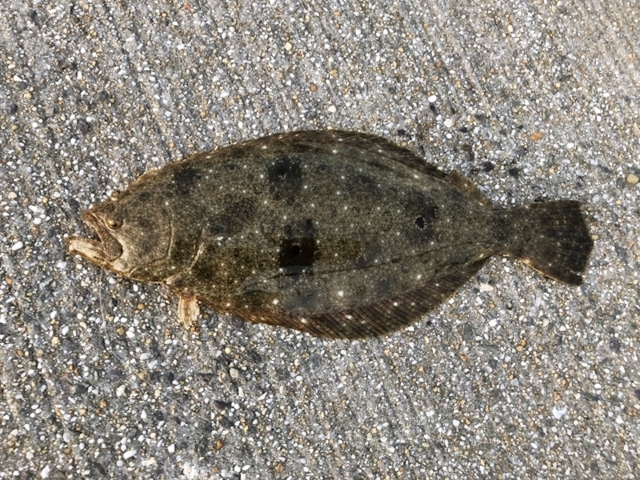 堤防からの泳がせ釣りで青物やヒラメなどを狙おう！必要タックル・仕掛け等まとめ | 全国釣り紀行