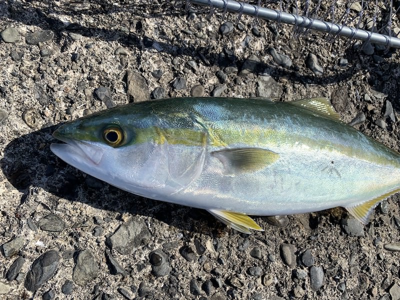 堤防からの泳がせ釣りで青物やヒラメなどの大物を釣ろう おすすめタックル 仕掛け等まとめ 全国釣り紀行