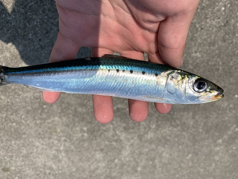 堤防からの泳がせ釣りで青物やヒラメなどの大物を釣ろう おすすめタックル 仕掛け等まとめ Fujiの釣りライフ