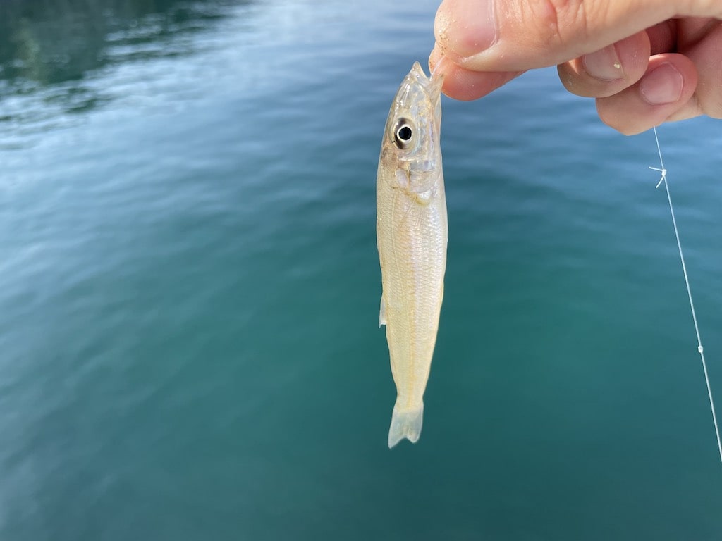 遠投で釣果を伸ばそう 投げ釣りでのシロギス狙いに必要な装備を紹介 全国釣り紀行